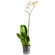 White Phalaenopsis orchid in a pot. Frankfurt am Main
